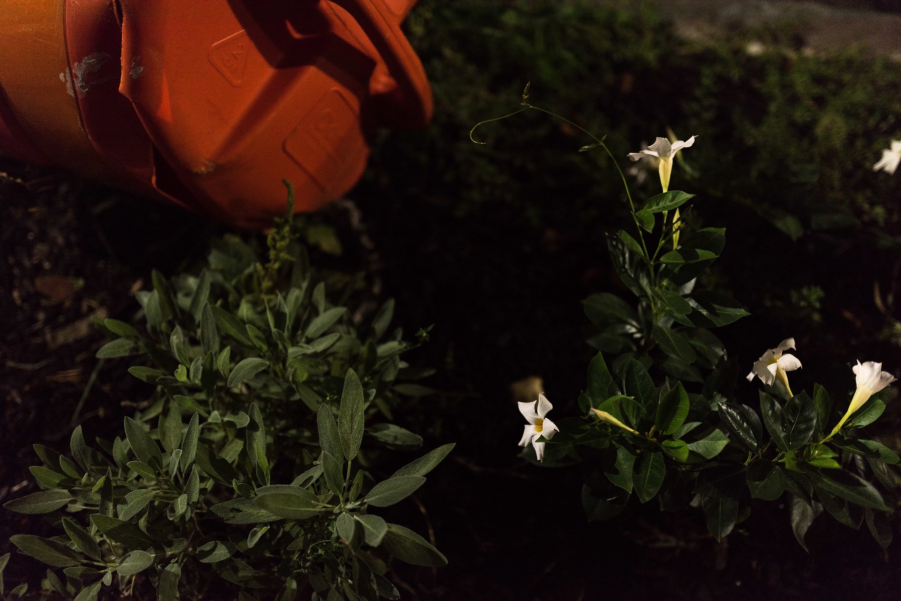 Frank Multari - Urban Flora | The Independent Photographer