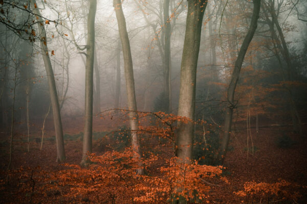 landscape photo of Wynchbottom Woods - Buckinghamshire, England by Ed Silvester