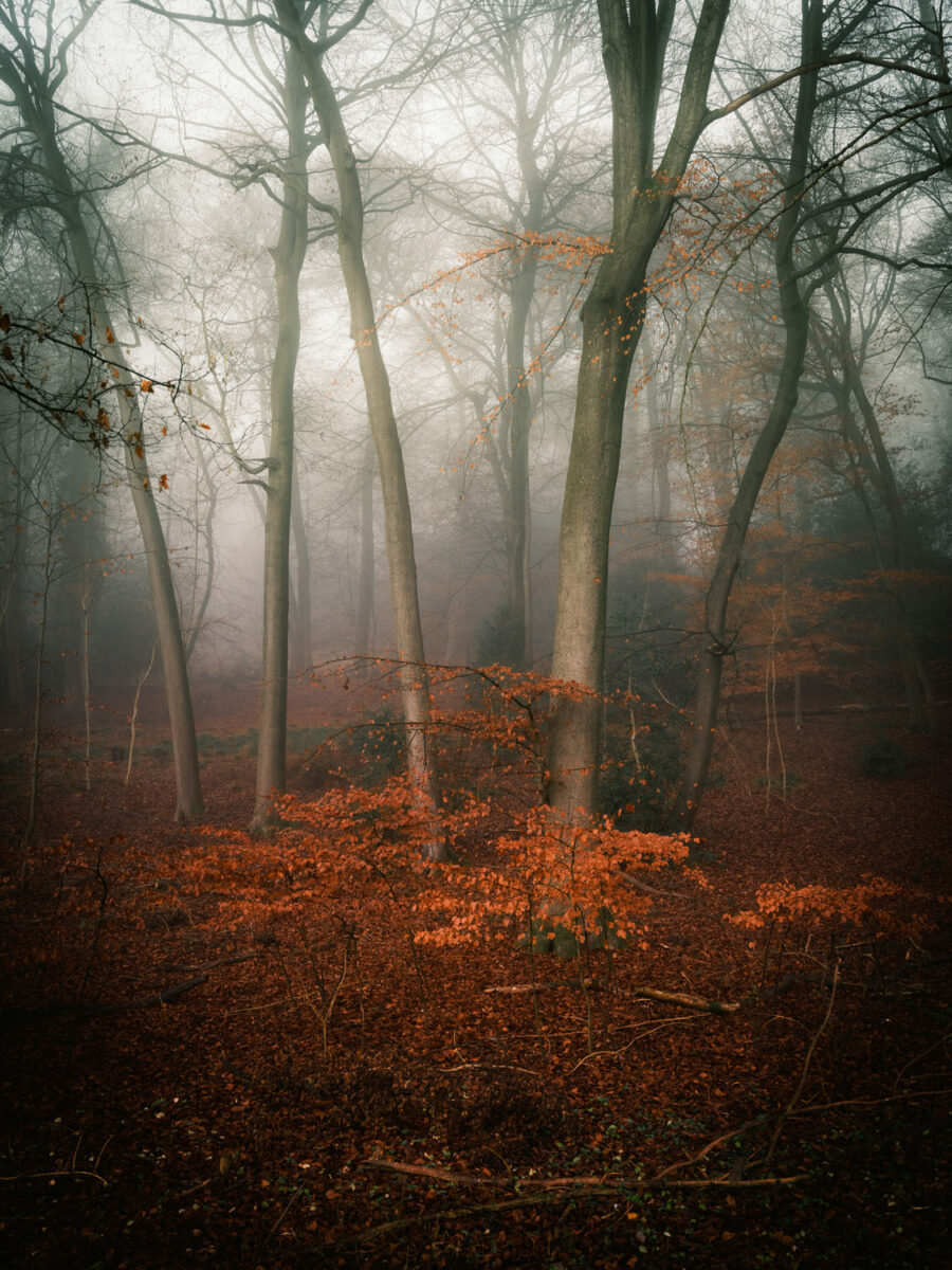 landscape photo of Wynchbottom Woods - Buckinghamshire, England by Ed Silvester