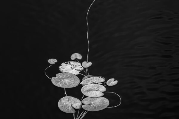 black and white photo of waterlily flowers by Hilda Champion