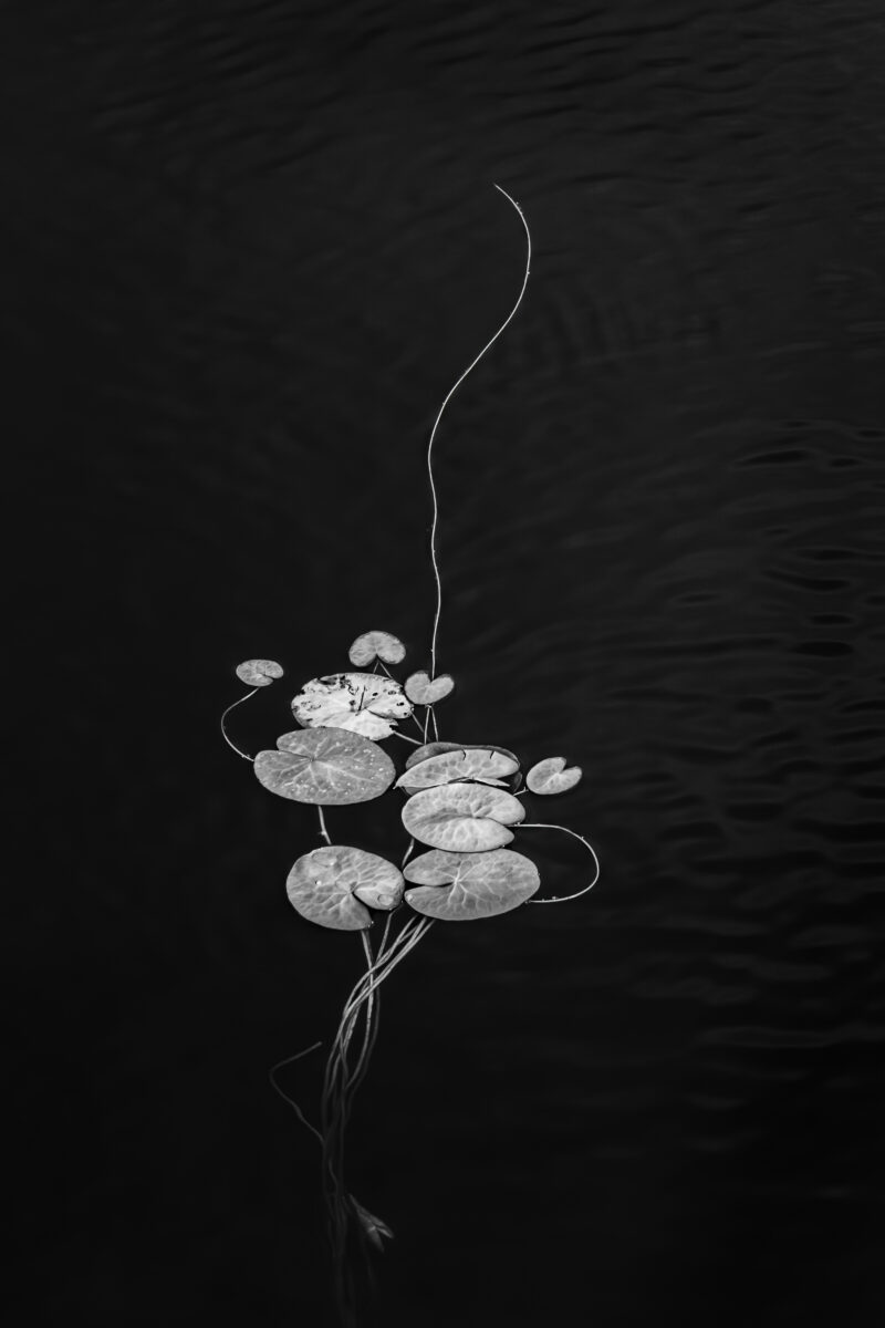 black and white photo of waterlily flowers by Hilda Champion