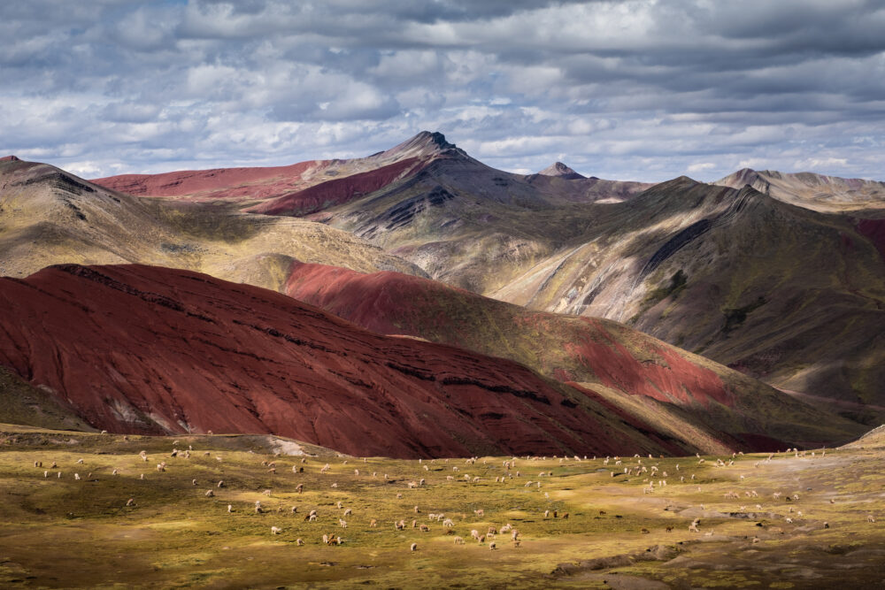 landscape color photo of Alpaca Kingdom - Palccoyo, Highlands of Cusco, Peru by Nicolas Castermans