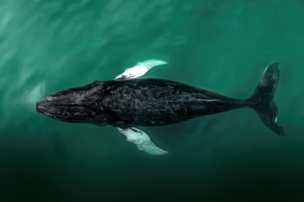 Top down drone capture of a humpback whale completely submerged in the Atlantic Ocean This moment occurred approximately 200 yards from the the shoreline of Southampton, Long Island, NY USA by Joanna Steidle