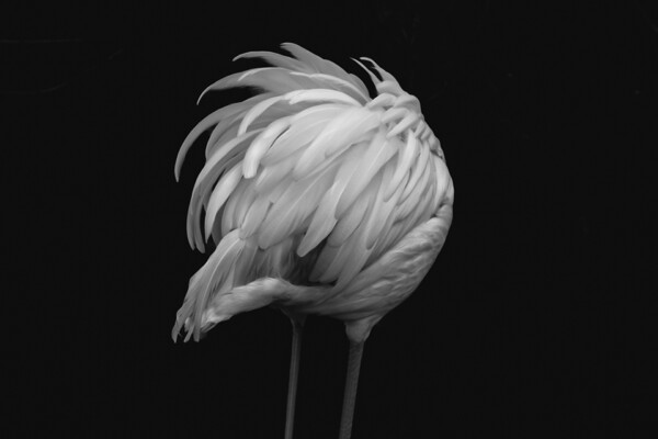 black and white photo of pink flamingo by Alain Mouton