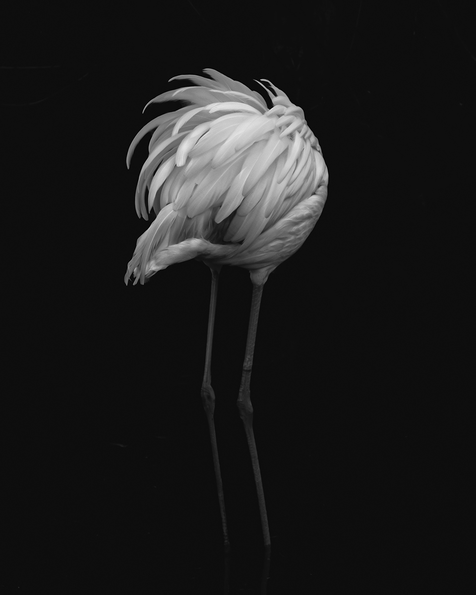 Winners: Black & White Award of June 2025 | The Independent Photographer