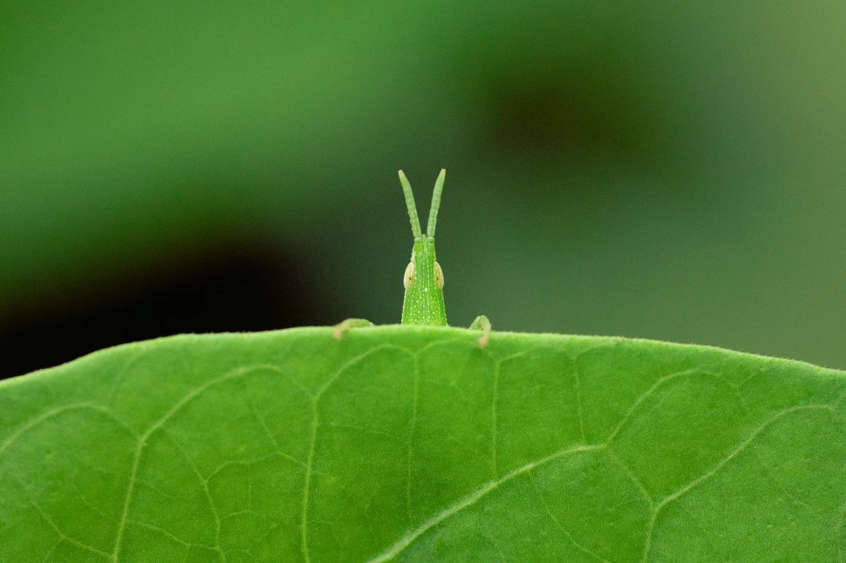 Image 11