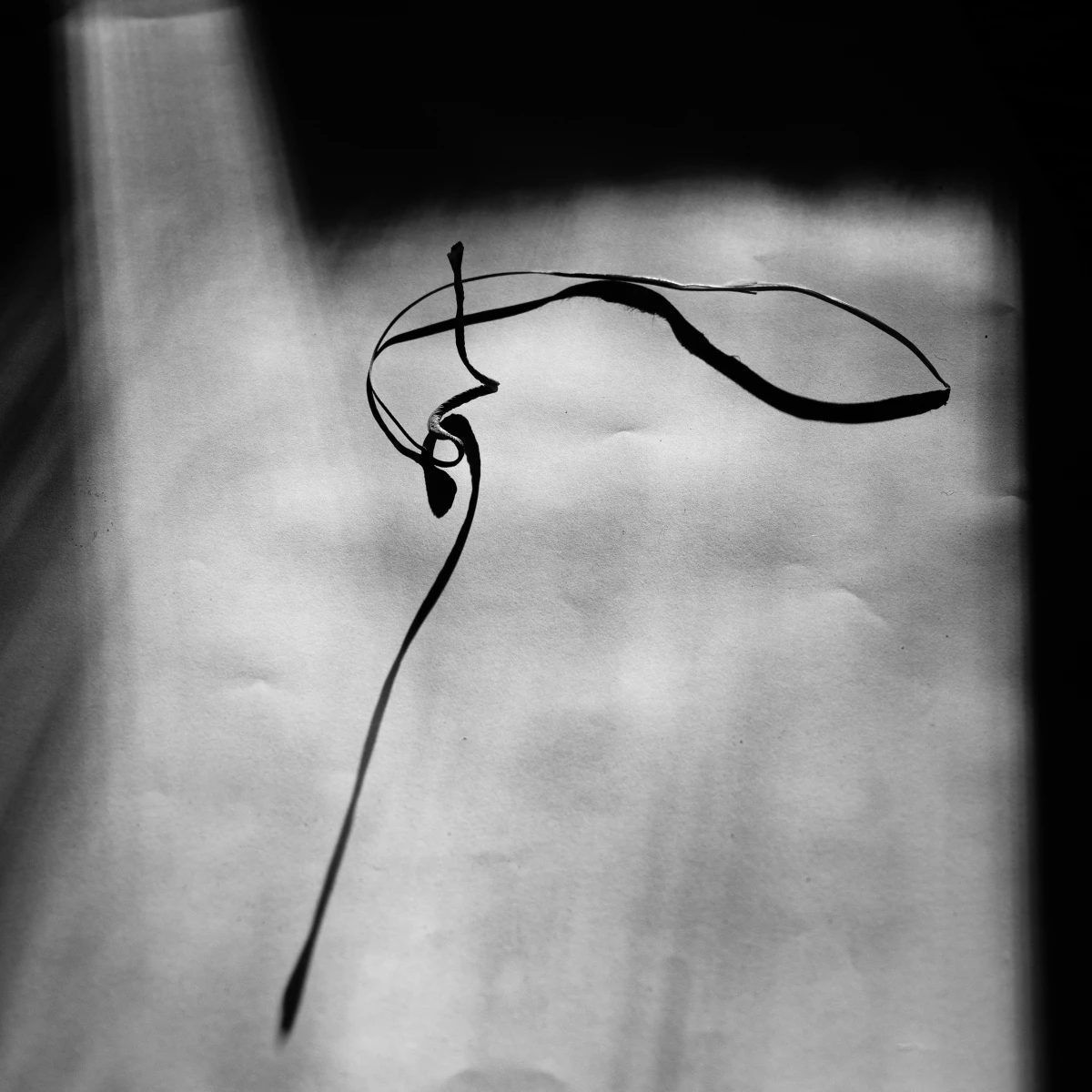 Lily Heywood The Independent Photographer