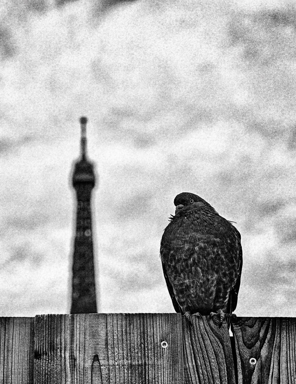 Jérôme Pace The Independent Photographer